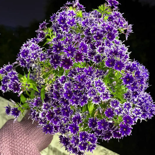 Phlox ‘Star Flower Series’ Seeds