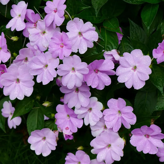 SunPatiens Impatiens  Seeds