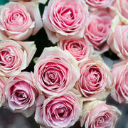 Pink Snow Mountain Rose Seeds