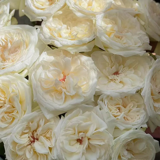 White Lychee Rose Seeds