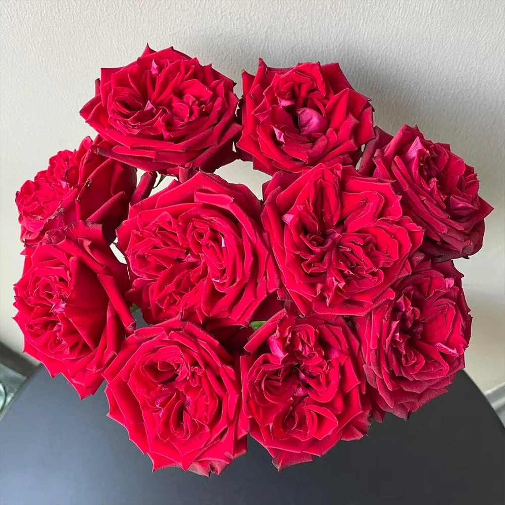 Glory Rose Seeds