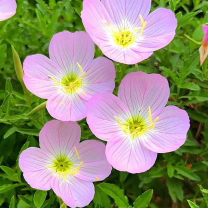 Pink Oenothera Seeds