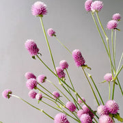 Pink Gomphrena Seeds