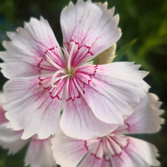 Pink Dianthus Seeds