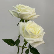 Proud Rose Seeds