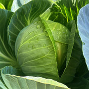 Baby Cabbage Seeds