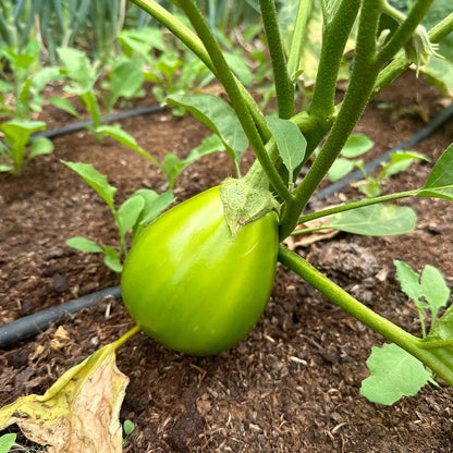 Specialty Eggplants Seeds