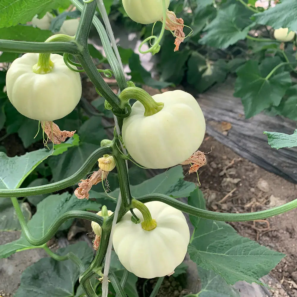 Baby Pumpkins Seeds