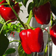 Jewel-Toned Bell Peppers Seeds