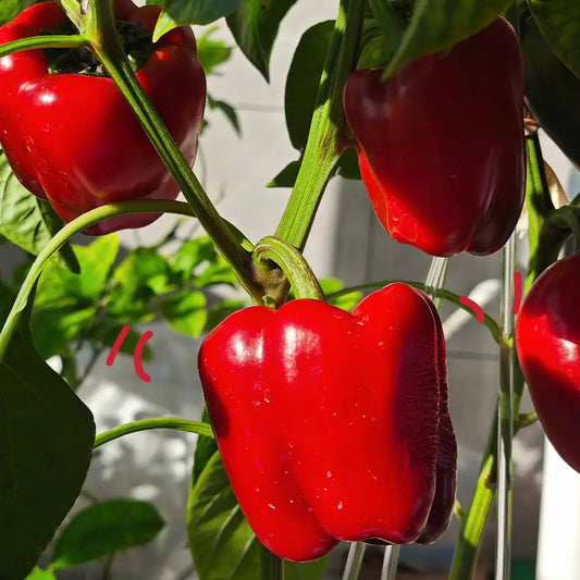 Jewel-Toned Bell Peppers Seeds