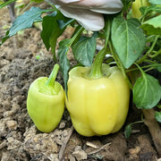Jewel-Toned Bell Peppers Seeds