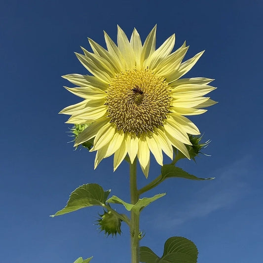 Vincent’s Selection Sunflower Seeds