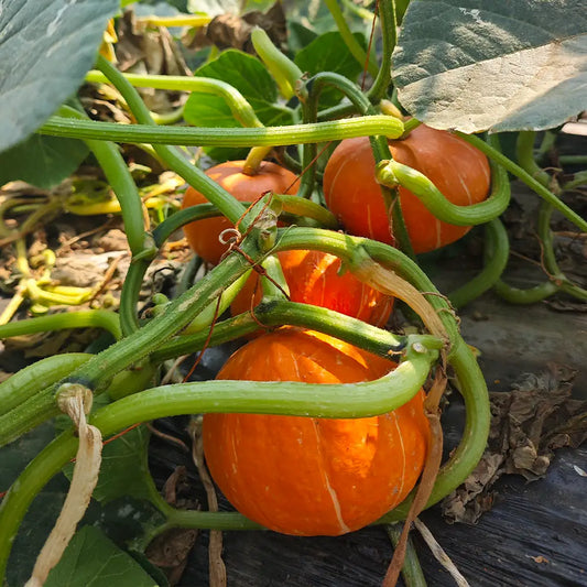 Baby Pumpkins Seeds