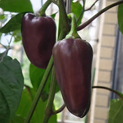 Container Sweet Pepper Seeds