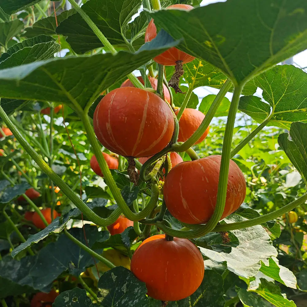 Baby Pumpkins Seeds