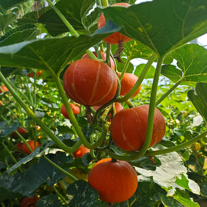 Baby Pumpkins Seeds
