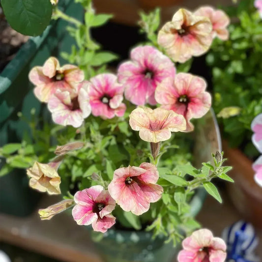 Petunia Hybrida Seeds