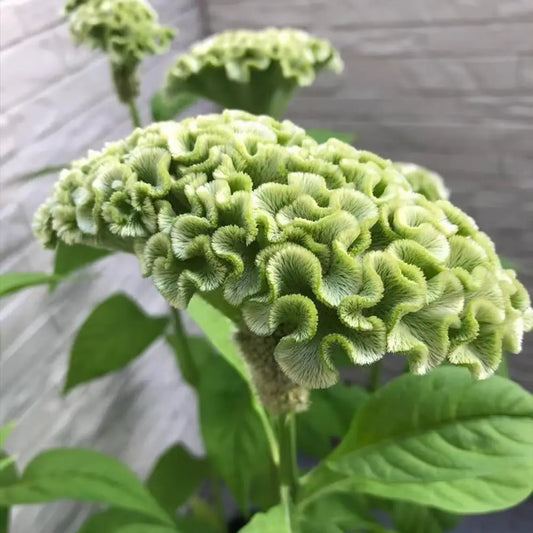 Spring Green Cockscomb Seeds