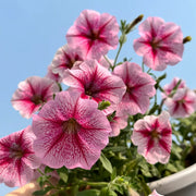 Petunia Hybrida Seeds
