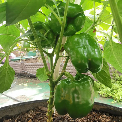 Jewel-Toned Bell Peppers Seeds