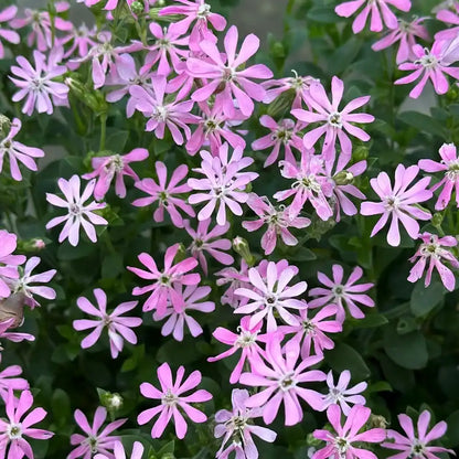 Pink Catchfly Seeds