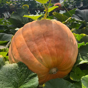 Giant Pumpkins Seeds