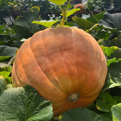 Giant Pumpkins Seeds