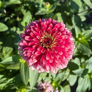 Mixed Zinnias Seeds