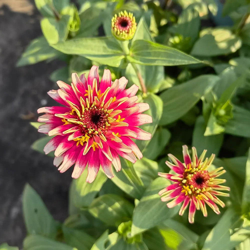 Mixed Zinnias Seeds