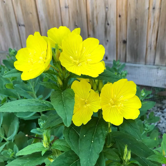 Yellow Oenothera Seeds