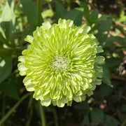 Double Zinnias Seeds