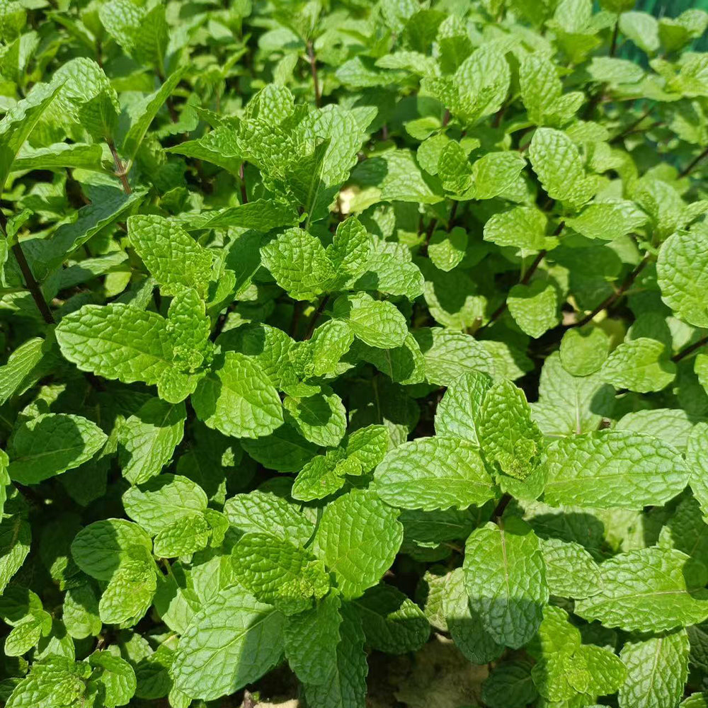 Mint Seeds