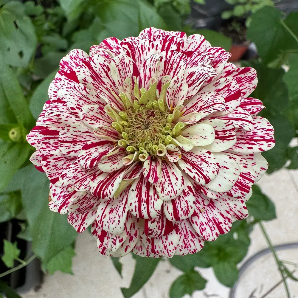 Mixed Zinnias Seeds