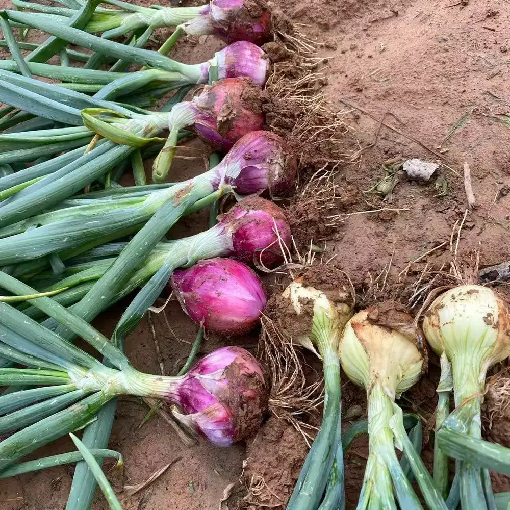 Onion Seeds