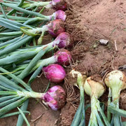 Onion Seeds
