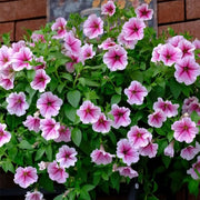 Petunias Seeds