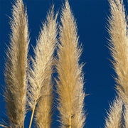 Pampas Grass Seeds