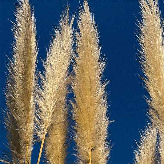 Pampas Grass Seeds