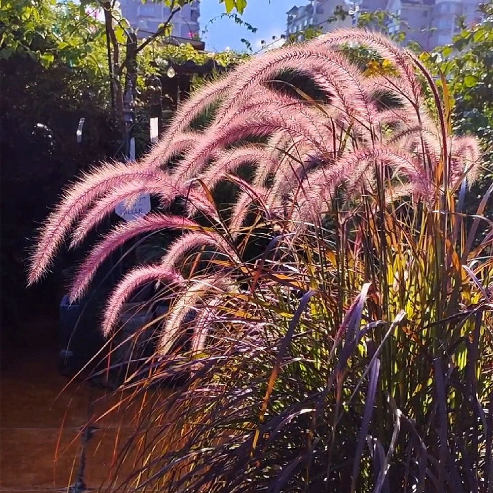 Purple Fountain Grass Seeds