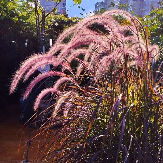 Purple Fountain Grass Seeds