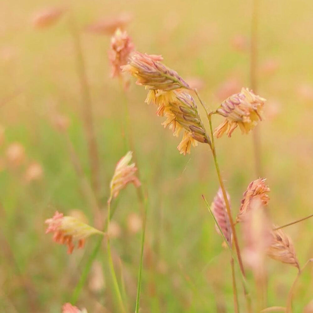 Buffalo Grass Seeds