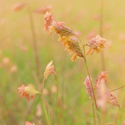 Buffalo Grass Seeds