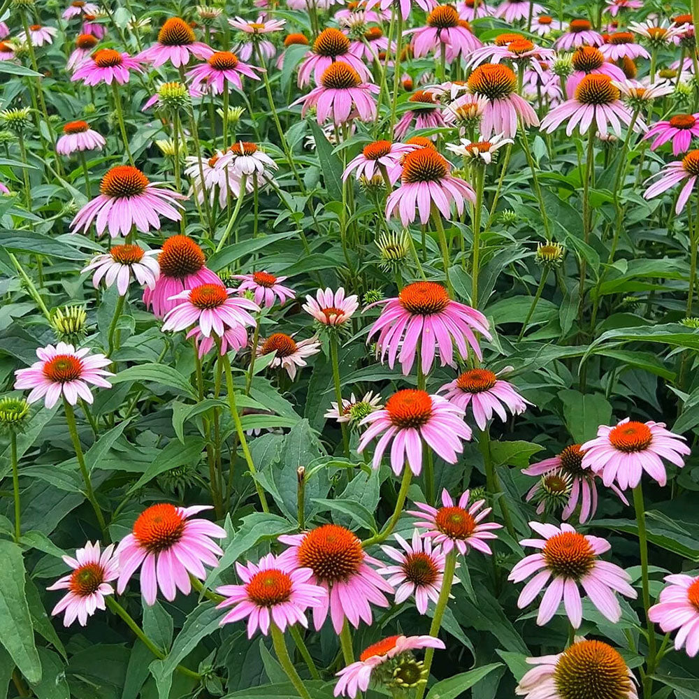 Coneflowers Seeds