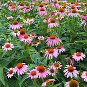Coneflowers Seeds