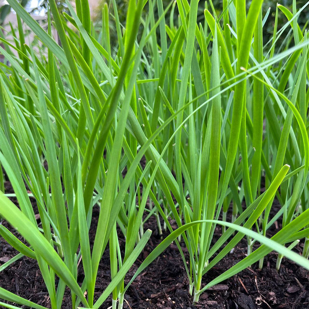 Chives Seeds