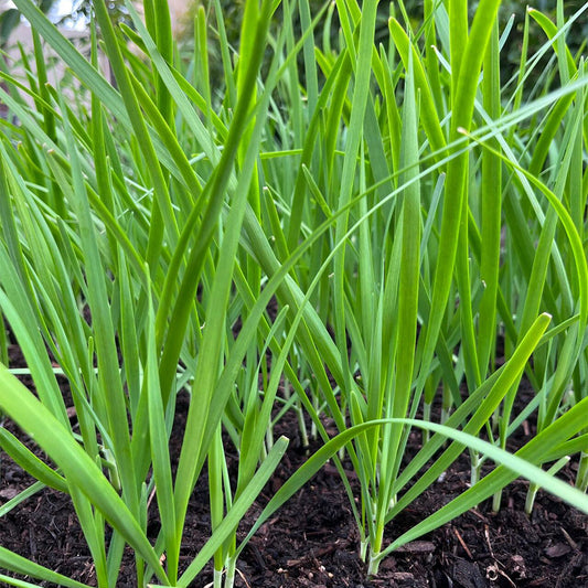 Chives Seeds