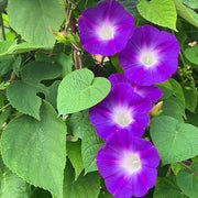 Morning Glory Seeds