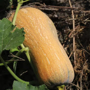 Squash Seeds