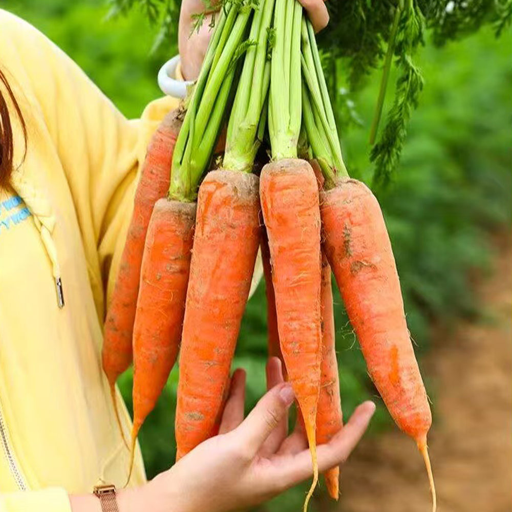 Carrots  Seeds