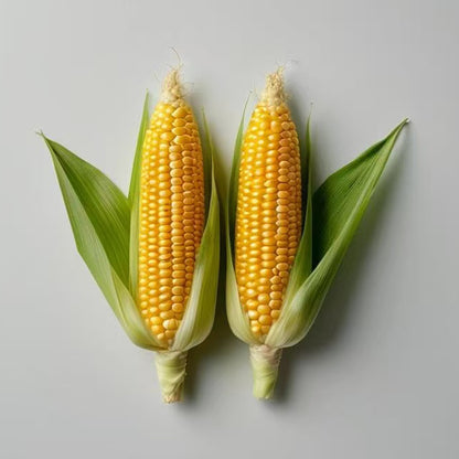 Corn Seeds